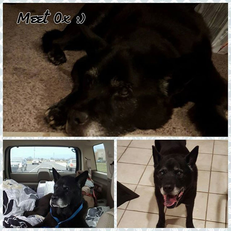 Este perro de 14 años no puede entender por qué fue abandonado en un refugio