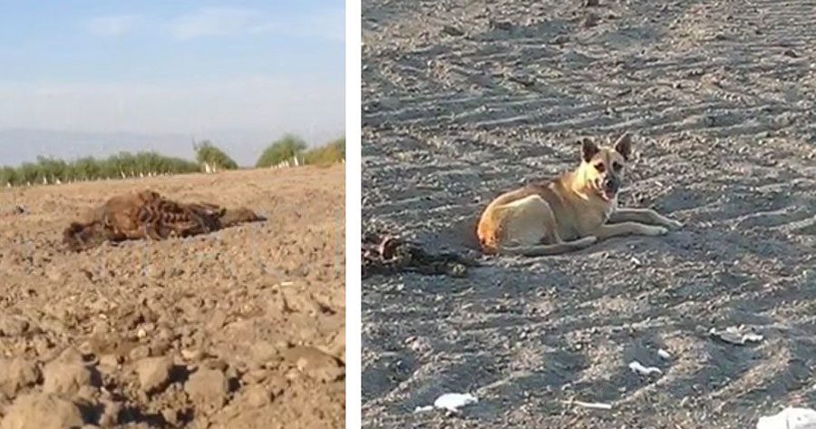 Fue encontrado en el desierto junto a algo tan trágico que el equipo de rescate acabó llorando