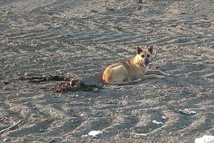 Fue encontrado en el desierto junto a algo tan trágico que el equipo de rescate acabó llorando