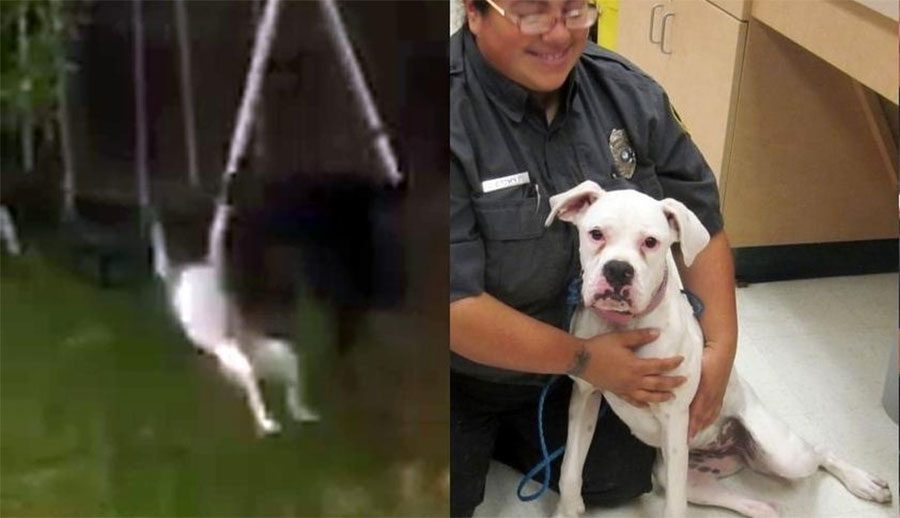 El perro horriblemente maltratado en aquel vídeo viral ha conseguido SALVARSE de su maltratador 4 El perro horriblemente maltratado en aquel vídeo viral ha conseguido SALVARSE de su maltratador