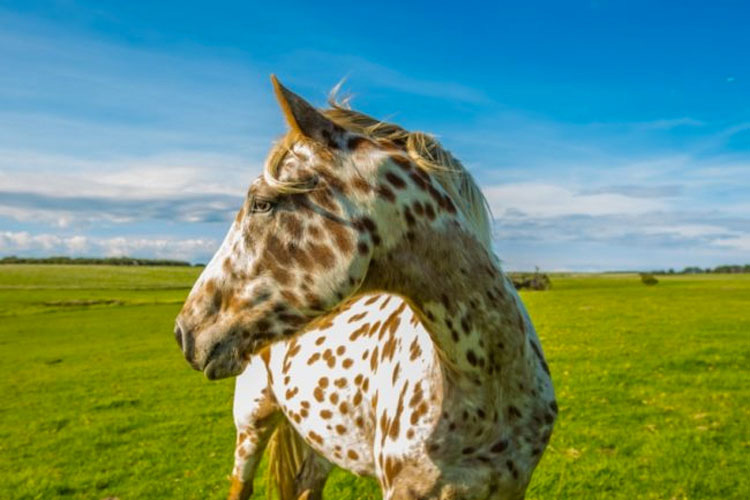 13 razas de caballos que parecen falsas, pero son 100% reales, ¡y hermosas!