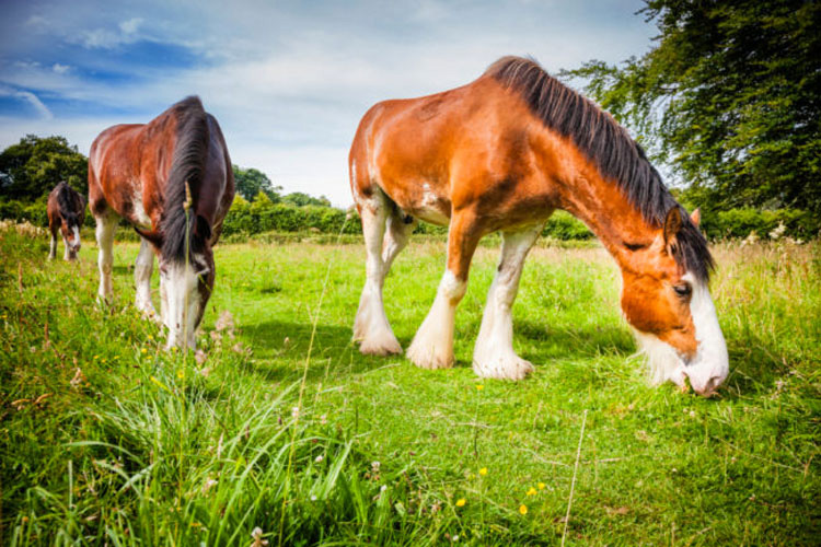 13 razas de caballos que parecen falsas, pero son 100% reales, ¡y hermosas!