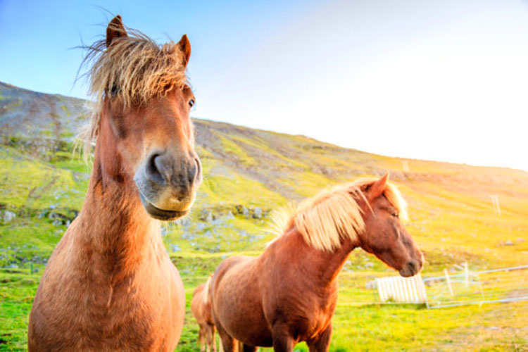 13 razas de caballos que parecen falsas, pero son 100% reales, ¡y hermosas!