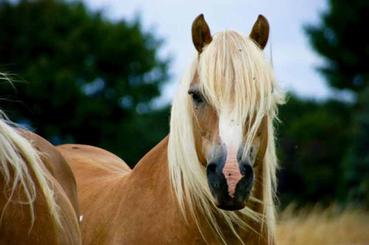 13 razas de caballos que parecen falsas, pero son 100% reales, ¡y hermosas!