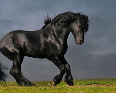 13 razas de caballos que parecen falsas, pero son 100% reales, ¡y muy hermosas! 4 13 razas de caballos que parecen falsas, pero son 100% reales, ¡y hermosas!