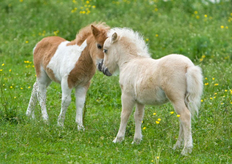 13 razas de caballos que parecen falsas, pero son 100% reales, ¡y hermosas!