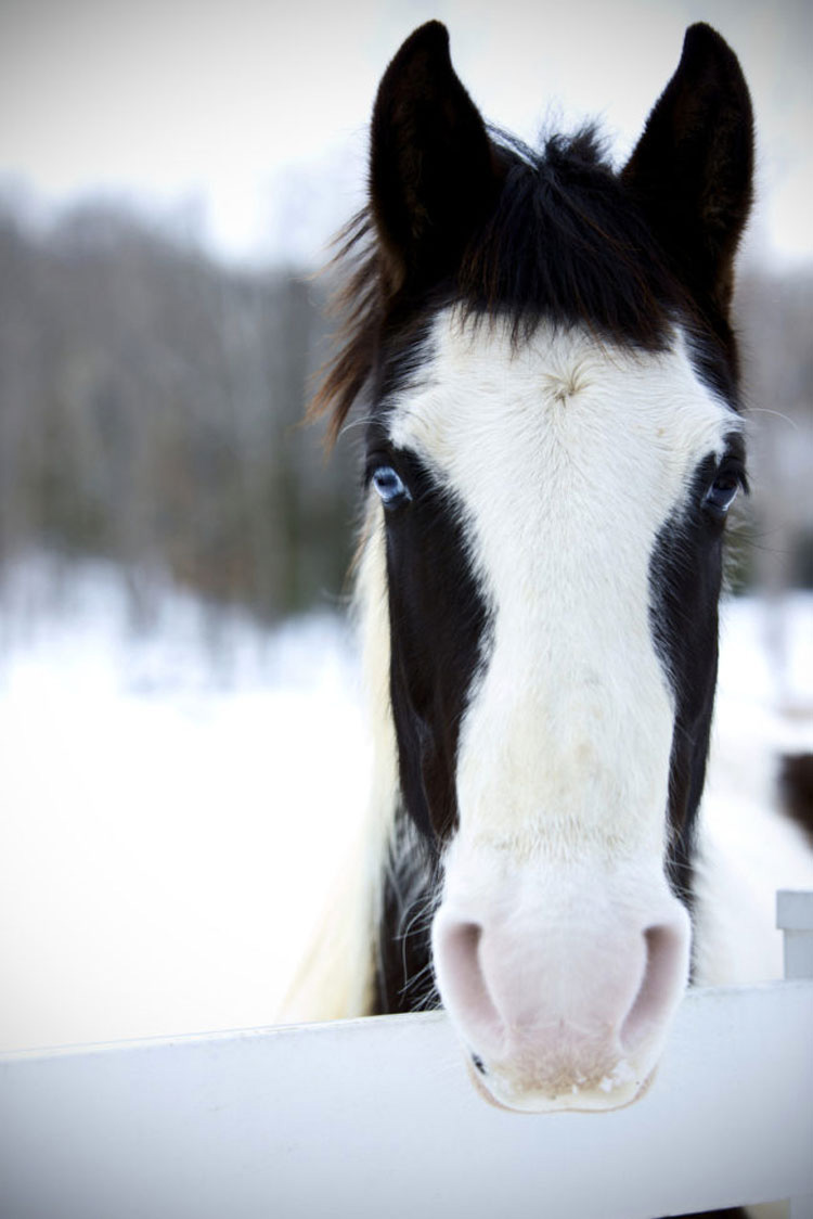 13 razas de caballos que parecen falsas, pero son 100% reales, ¡y hermosas!