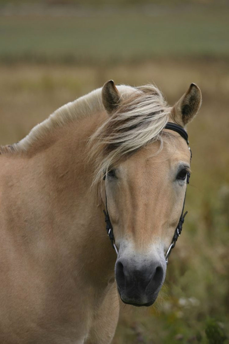 13 razas de caballos que parecen falsas, pero son 100% reales, ¡y hermosas!