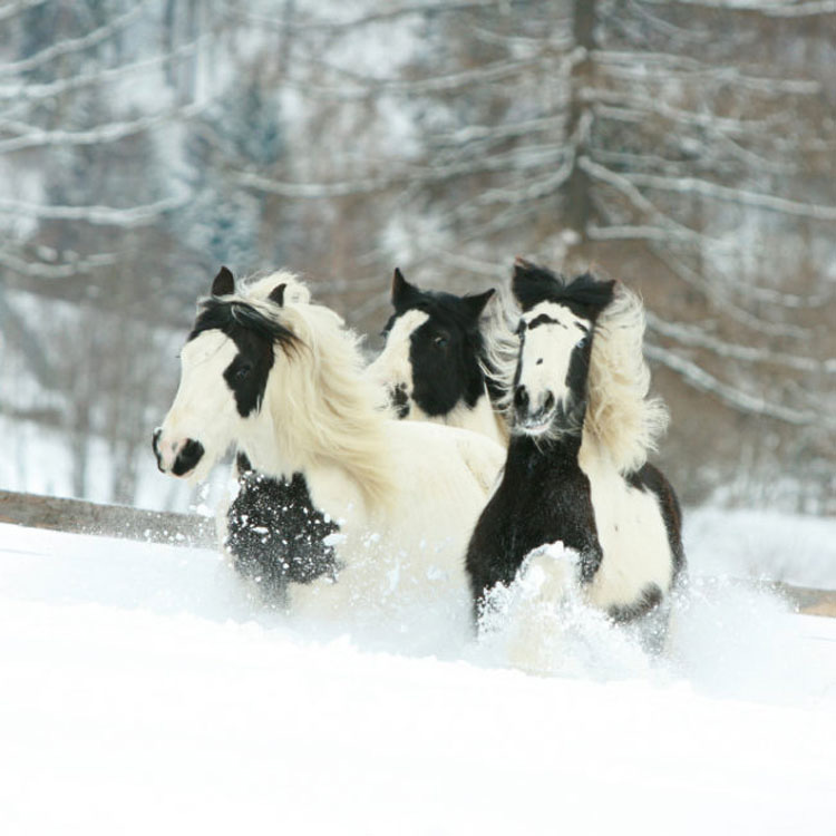 13 razas de caballos que parecen falsas, pero son 100% reales, ¡y hermosas!