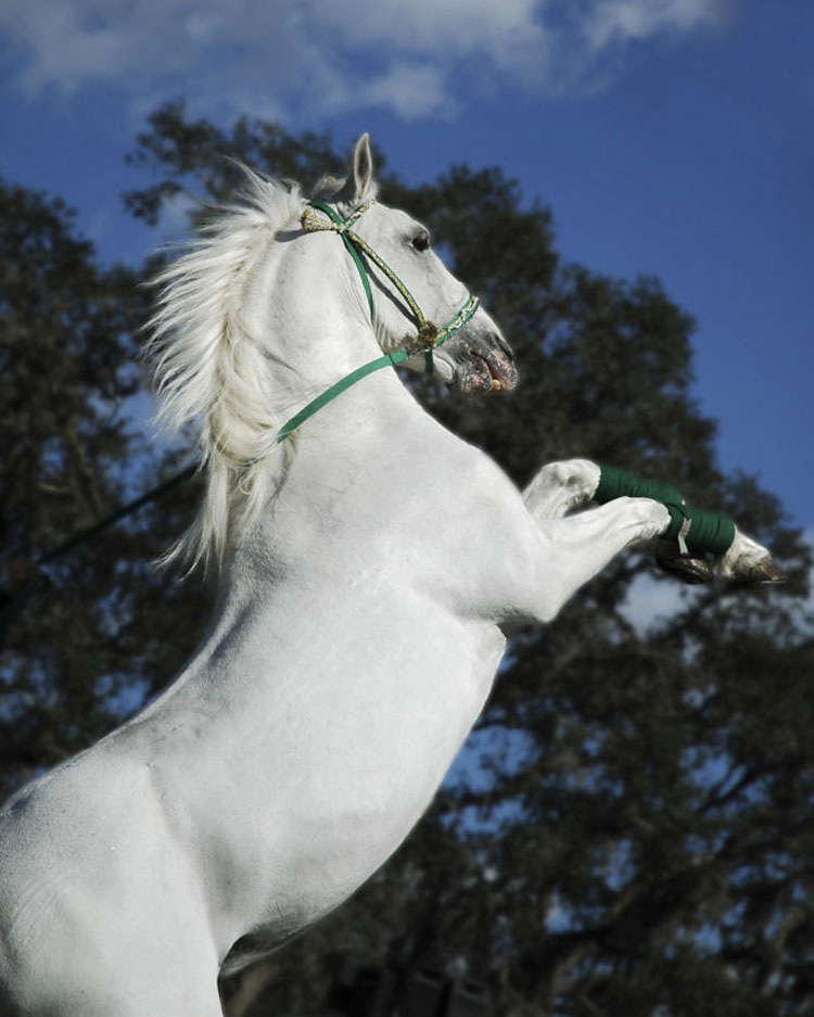 13 razas de caballos que parecen falsas, pero son 100% reales, ¡y hermosas!