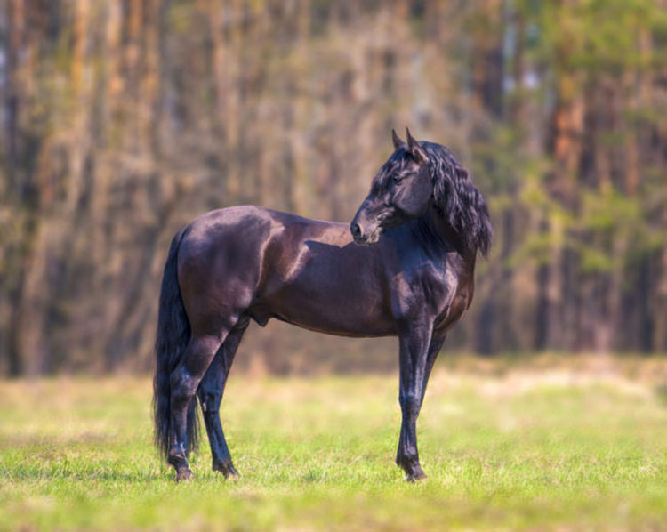 13 razas de caballos que parecen falsas, pero son 100% reales, ¡y hermosas!