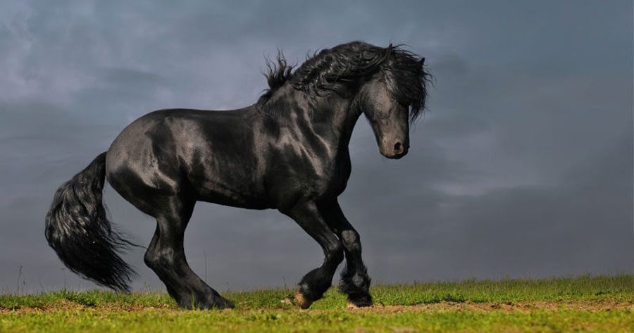 13 razas de caballos que parecen falsas, pero son 100% reales, ¡y hermosas!