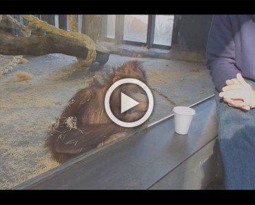 Este orangután tiene la reacción más divertida después de ver un truco de magia