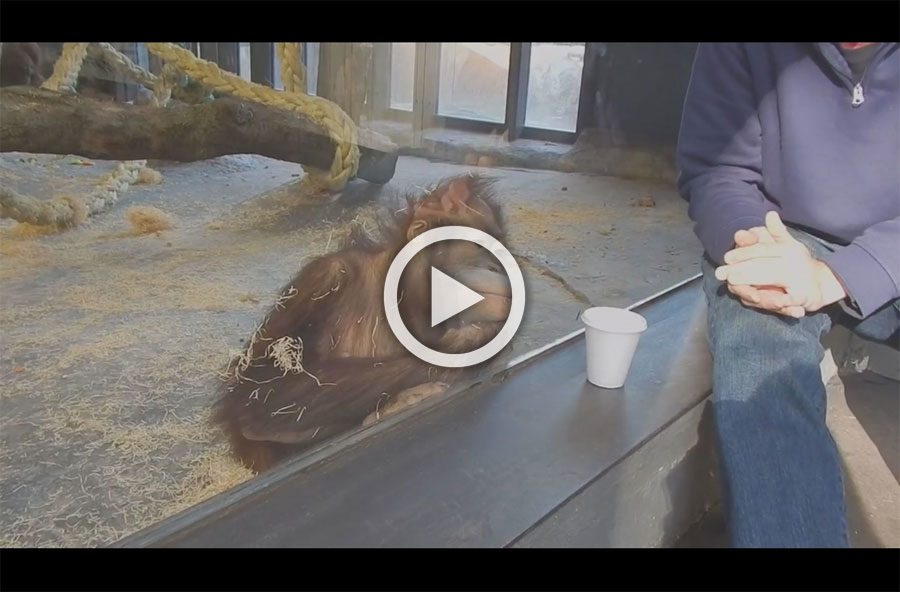 Este orangután tiene la reacción más divertida después de ver un truco de magia