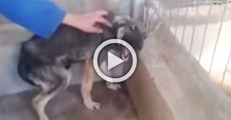 Este perro acaba de ser rescatado después de años de maltrato. Su reacción te romperá el corazón