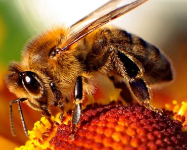 ¡Gran descubrimiento! El veneno de la abeja destruye el virus de inmunodeficiencia humana (VIH)