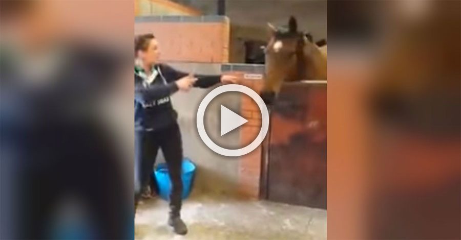 Este caballo estaba pensando en sus cosas cuando ella comenzó a bailar... ¿Su reacción? ¡Tienes que verla!