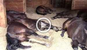Encuentra 7 caballos durmiendo en un granero minúsculo. Ahora mira cuando comienza a filmar...