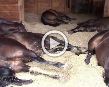 Encuentra 7 caballos durmiendo en un granero minúsculo. Ahora mira cuando comienza a filmar...