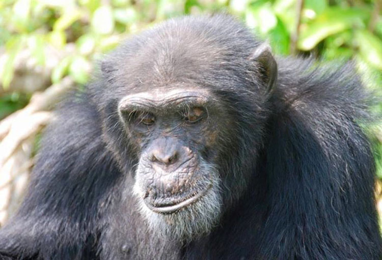 Este hombre se niega a abandonar a este chimpancé, a pesar de que todo el mundo lo ha hecho