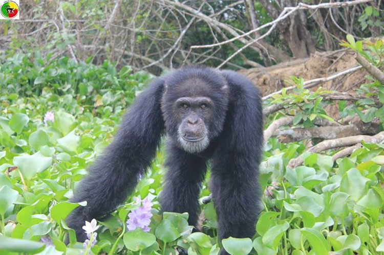 Este hombre se niega a abandonar a este chimpancé, a pesar de que todo el mundo lo ha hecho