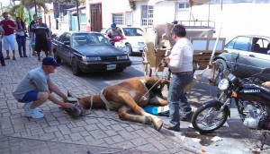 Otro caballo sufre un colapso en las calles de una popular ciudad turística