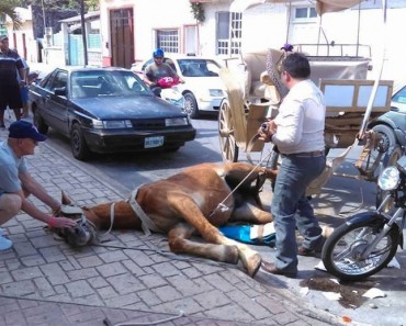 Otro caballo sufre un colapso en las calles de una popular ciudad turística