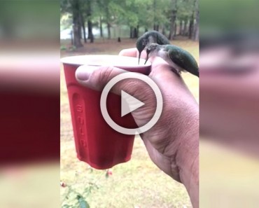 Dos diminutos colibríes beben de su taza. Ahora mira lo que sucede 3 segundos más tarde