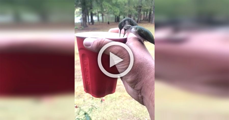 Dos diminutos colibríes beben de su taza. Ahora mira lo que sucede 3 segundos más tarde