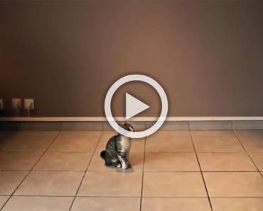 Mira lo que este gatito hace cuando sus dueños se van a trabajar... ¡Es un héroe! 3 Mira lo que este gatito hace cuando sus dueños se van a trabajar... ¡Es un héroe!