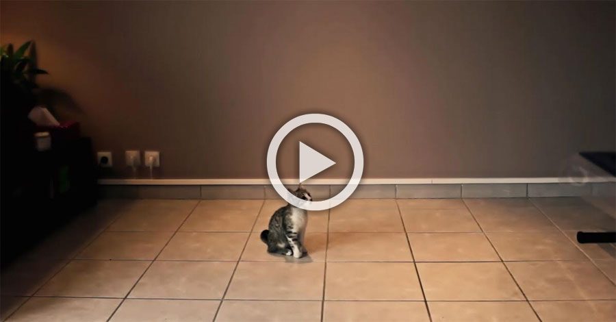 Mira lo que este gatito hace cuando sus dueños se van a trabajar... ¡Es un héroe! 1 Mira lo que este gatito hace cuando sus dueños se van a trabajar... ¡Es un héroe!