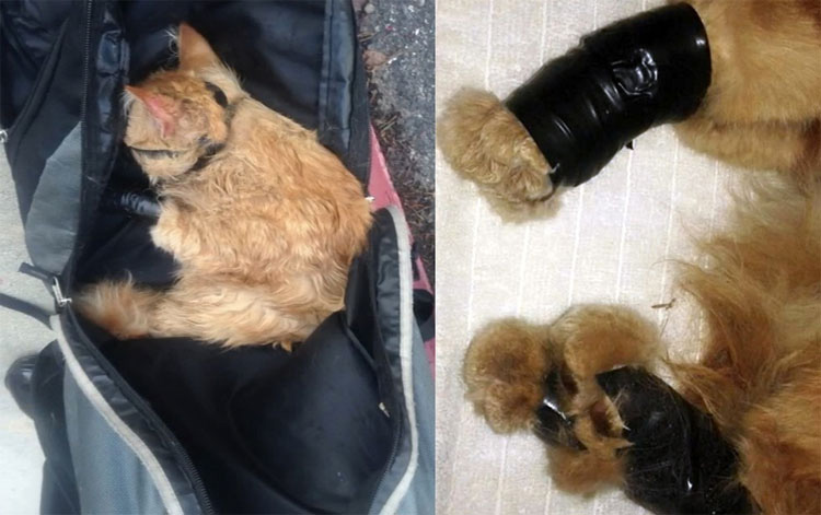 Policías registran la mochila de éste hombre, y encuentran un gato moribundo envuelto en cinta