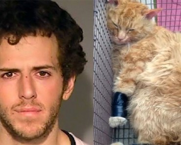 Policías registran la mochila de éste hombre, y encuentran un gato moribundo envuelto en cinta