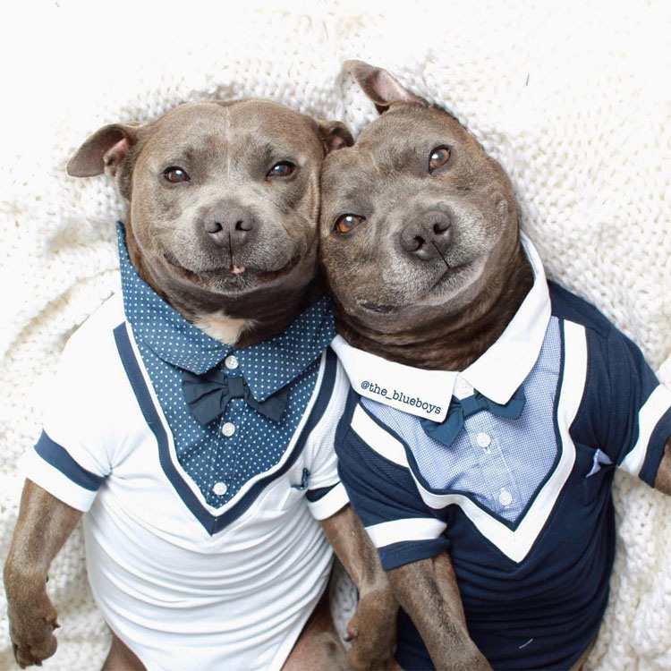 Estos adorables hermanos pit bull harán al instante que tu día mejore