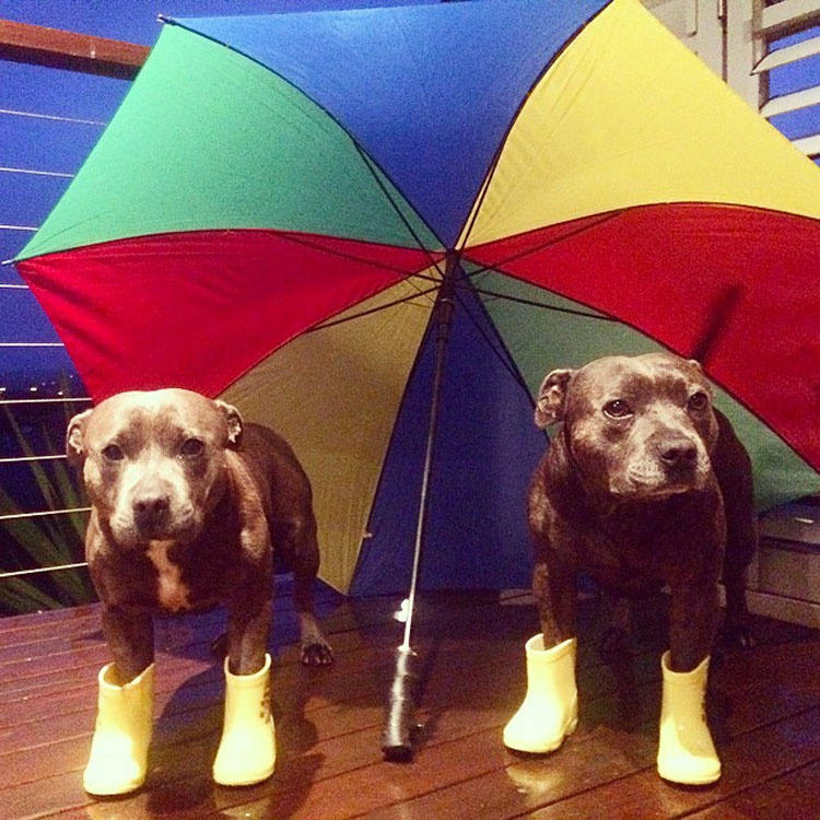 Estos adorables hermanos pit bull harán al instante que tu día mejore