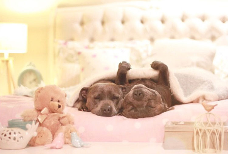 Estos adorables hermanos pit bull harán al instante que tu día mejore