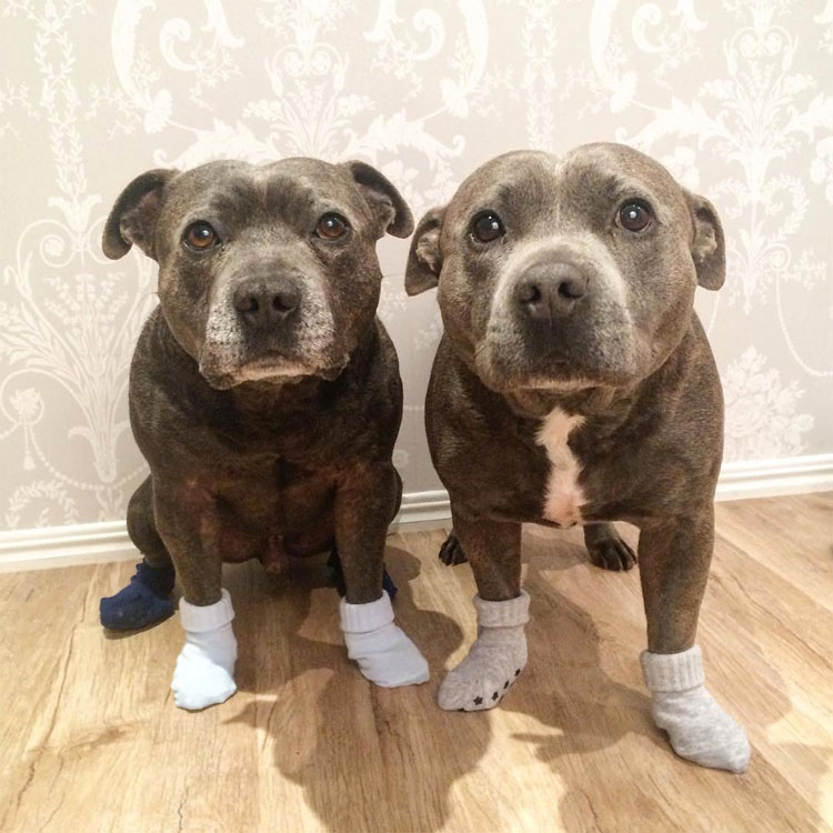 Estos adorables hermanos pit bull harán al instante que tu día mejore