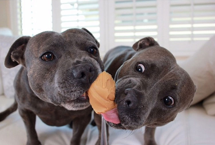 Estos adorables hermanos pit bull harán al instante que tu día mejore