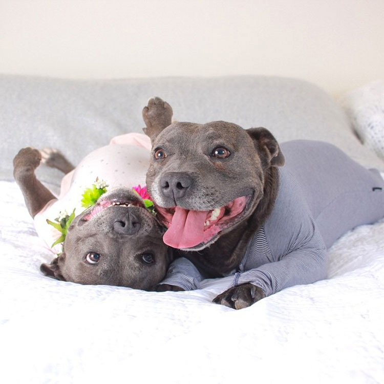 Estos adorables hermanos pit bull harán al instante que tu día mejore