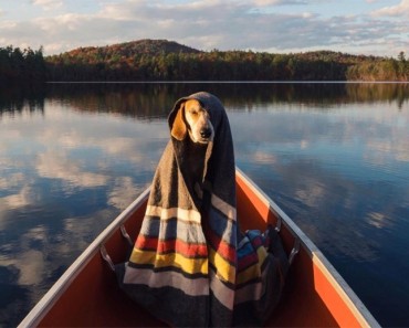 Este perro hace un mágico viaje de 100.000 kilómetros por carretera con su mejor amiga