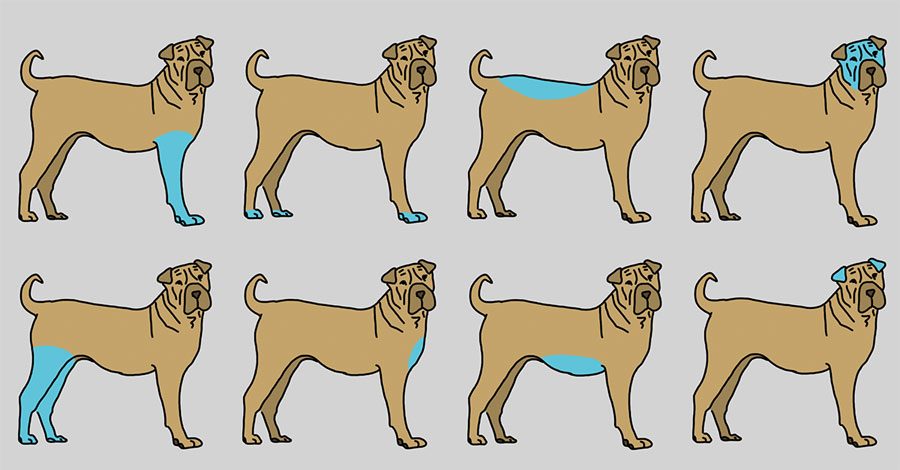 El masaje de estas 9 zonas de tu perro puede ser crucial para su salud