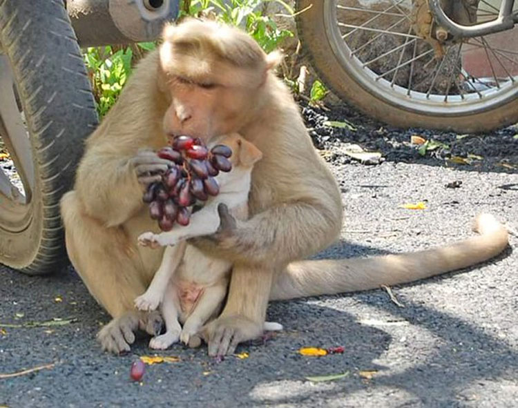 Este mono ha adoptado un cachorro, y por un momento el mundo parece perfecto