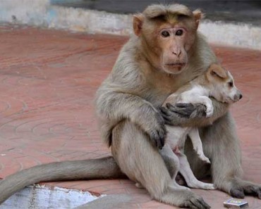 Este mono ha adoptado un cachorro, y por un momento el mundo parece perfecto