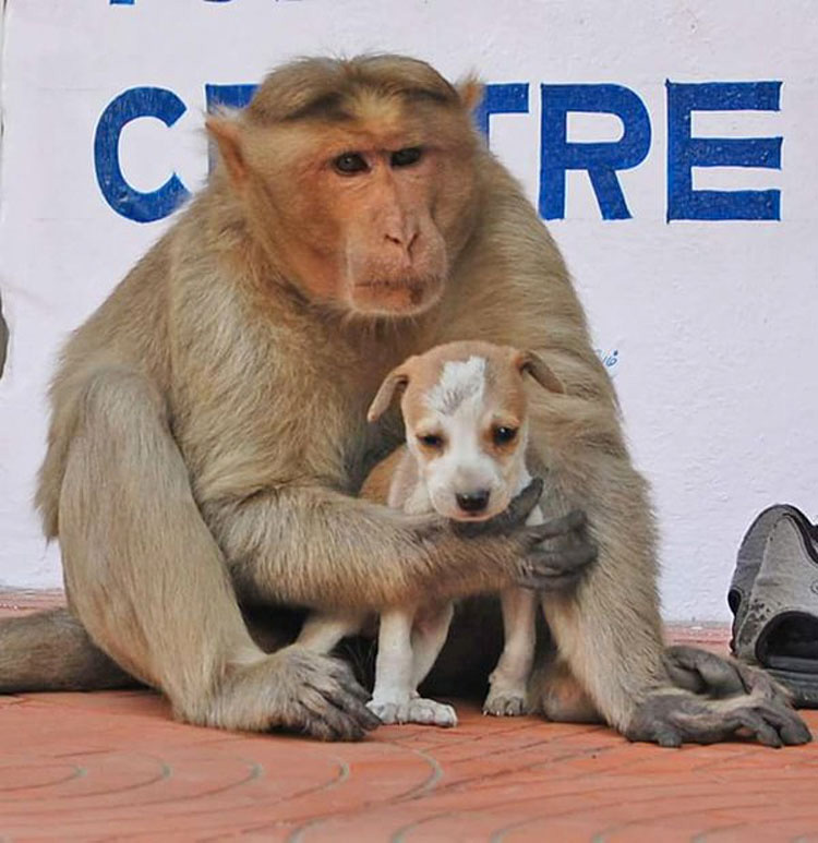 Este mono ha adoptado un cachorro, y por un momento el mundo parece perfecto