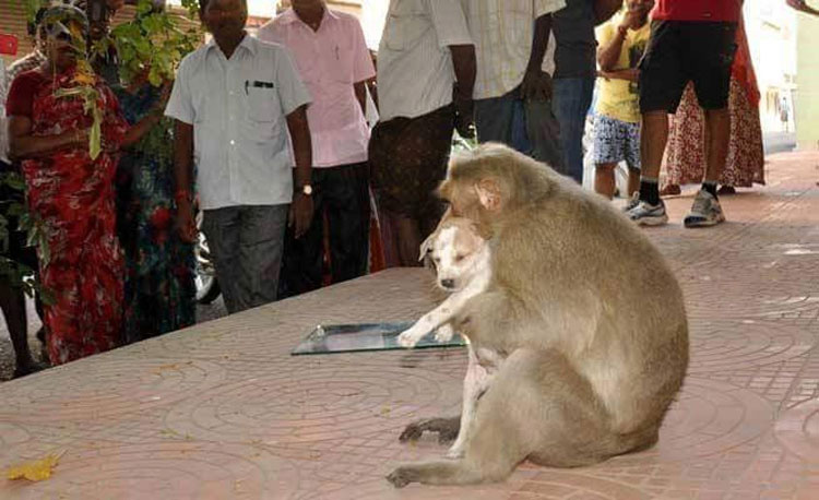 Este mono ha adoptado un cachorro, y por un momento el mundo parece perfecto