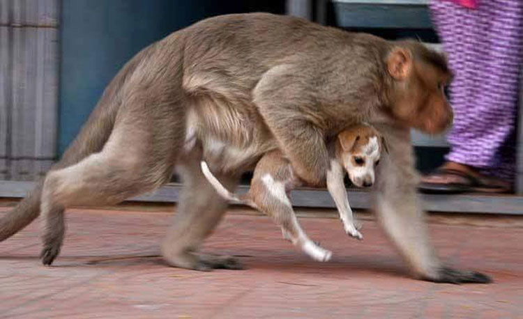 Este mono ha adoptado un cachorro, y por un momento el mundo parece perfecto