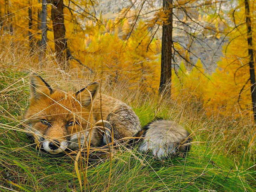 Las 20 mejores fotos de National Geographic de 2015