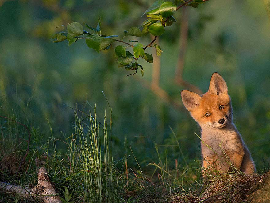 Las 20 mejores fotos de National Geographic de 2015