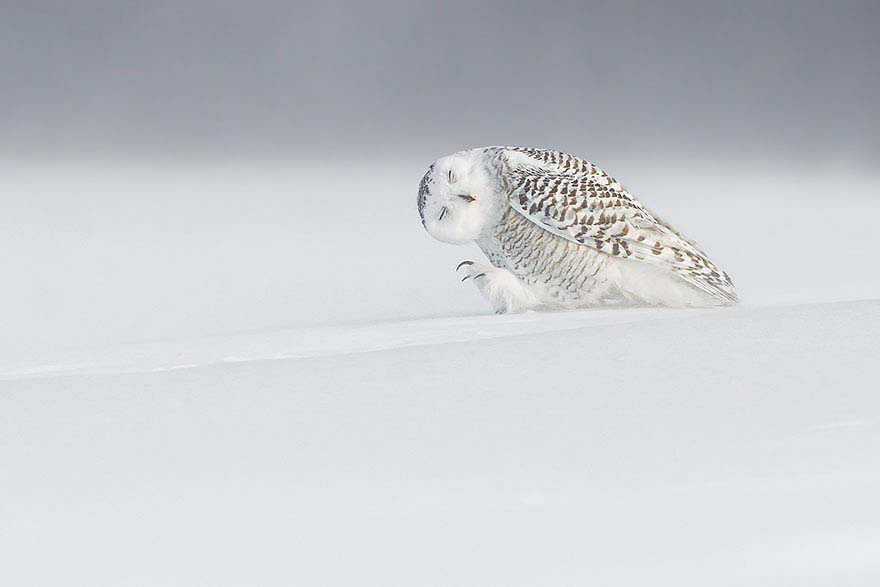 Las 20 mejores fotos de National Geographic de 2015