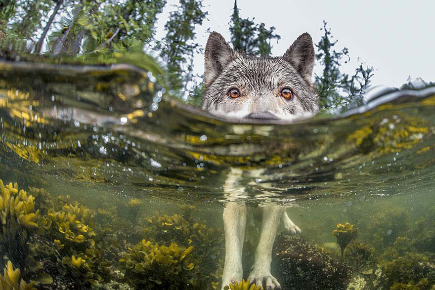 Las 20 mejores fotos de National Geographic de 2015